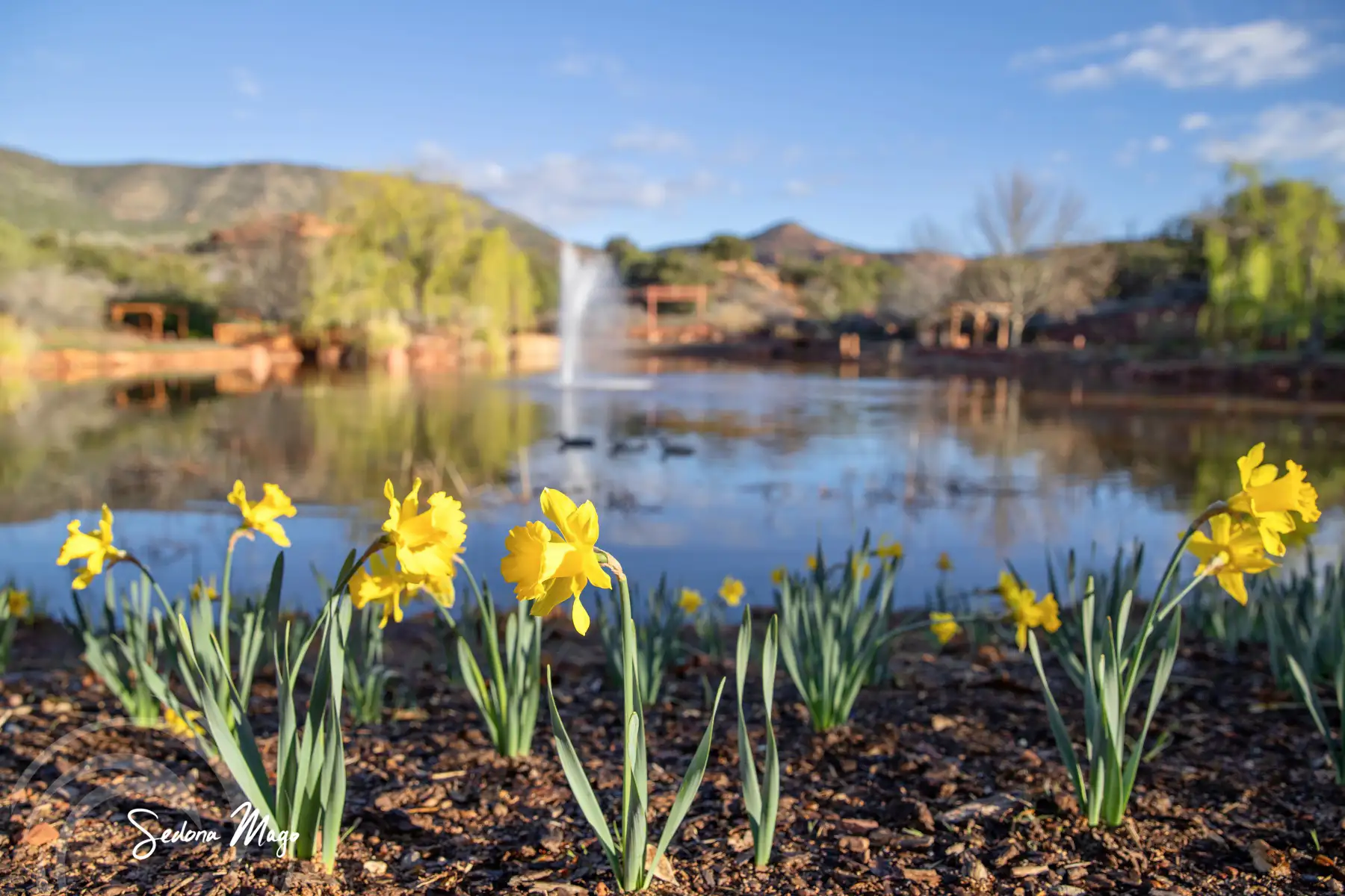 Daffodils at Sedona Mago