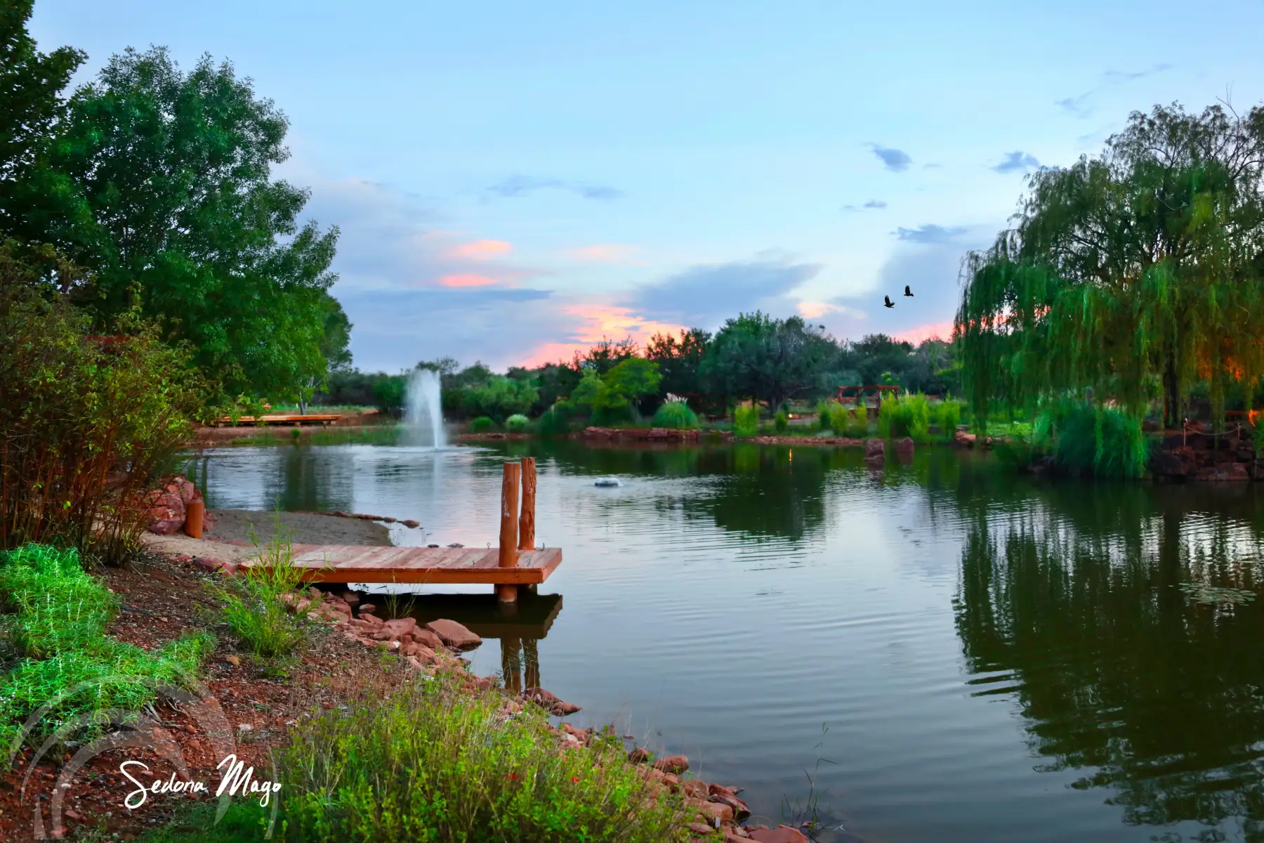 Lotus at Sedona Mago